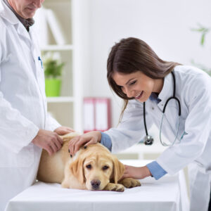 VETERINARIA 2 scaled