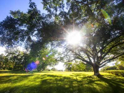 dinamizacion 1 1 Operaciones auxiliares de preparación del terreno, plantación y siembra de cultivos agrícolas
