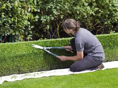 box hedge topiary 869073 1280 Técnico especialista de jardinería